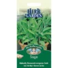 Mr. Fothergill's Sage (Salvia Officinalis) Seeds 1 Mr. Fothergill's Sage (Salvia Officinalis) Seeds -Elise Bloom 12804291 1064895131414362