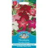 Mr. Fothergill's Nicotiana Sensation Mixed Seeds -Elise Bloom 12804474 1174831589226765