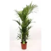 None Kentia 27cm House Plant 1 None Kentia 27cm House Plant -Elise Bloom 12804522 1204843273110699