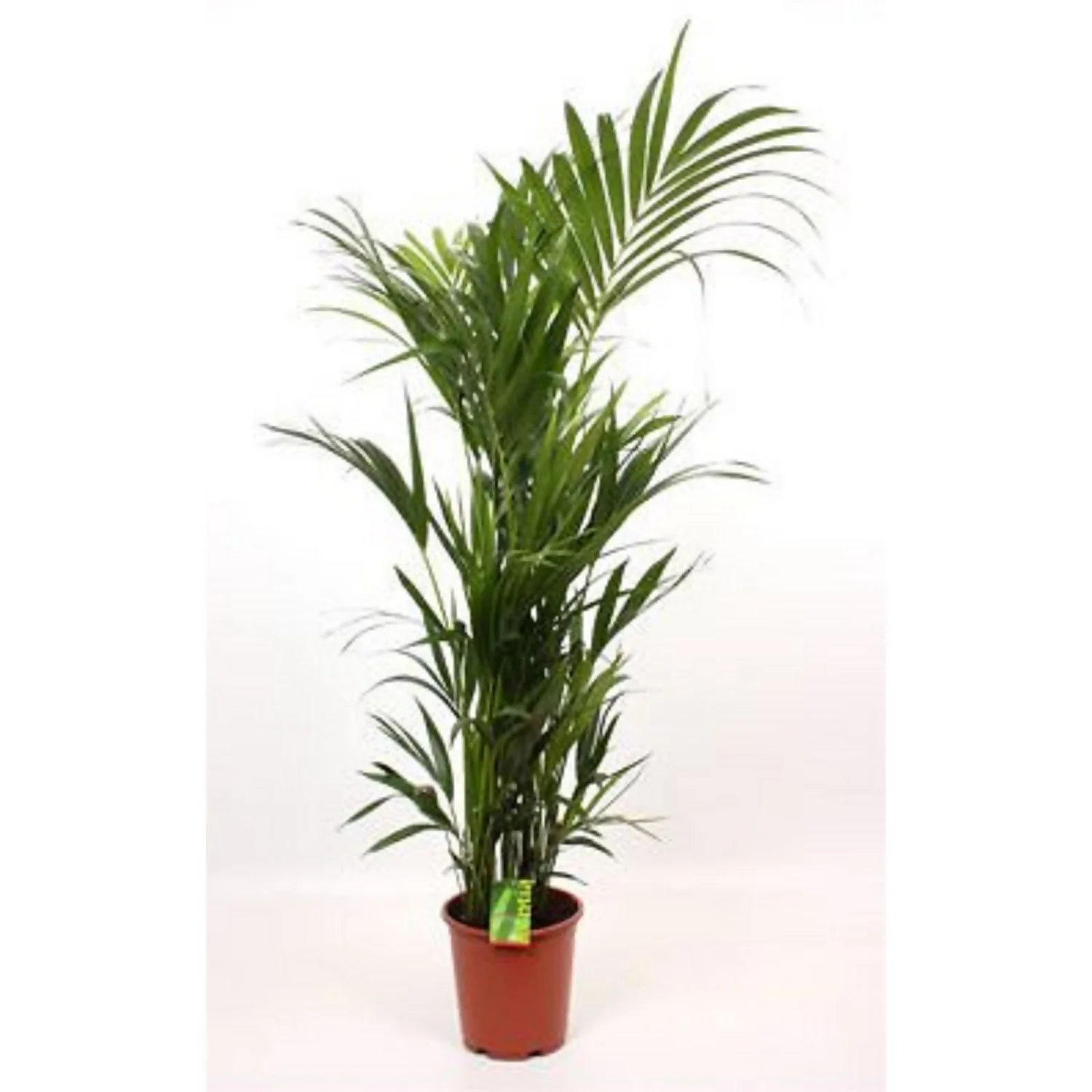 None Kentia 27cm House Plant 3 None Kentia 27cm House Plant