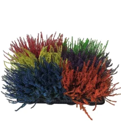 None Heather Mix 7 None Heather Mix -Elise Bloom 12804629 1574898246769774