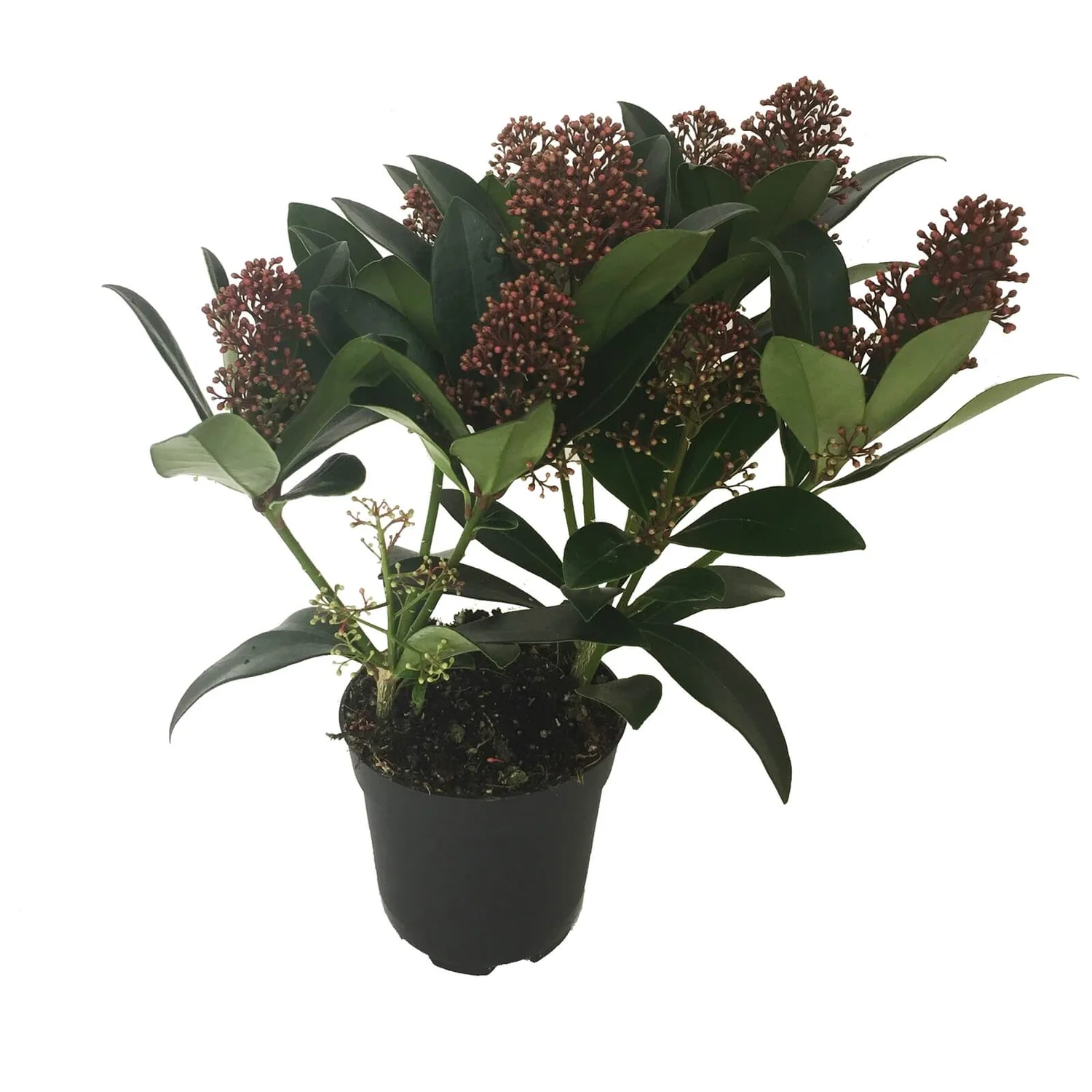 Skimmia Japonica Rubella 11cm 4 Skimmia Japonica Rubella 11cm - Image 2