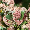 Skimmia Japonica Rubella 11cm -Elise Bloom 12804729 5024865626706460