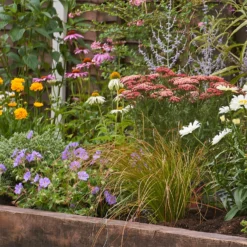 Bee And Butterfly Border Collection - 6m X 90cm -Elise Bloom 12806774 8115027566987983