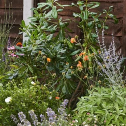 Sensory Border Collection - 7m X 60cm -Elise Bloom 12806843 1135034599889171