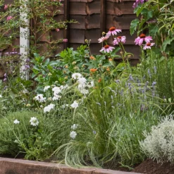 Sensory Border Collection - 10m X 60cm 12 Sensory Border Collection - 10m X 60cm -Elise Bloom 12806940 1445034598215183