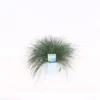 Grass Festuca Intense Blue (Blue Fescue) 17cm