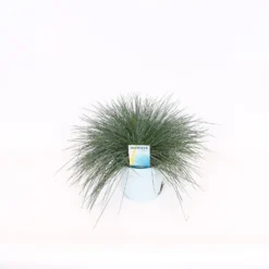 Grass Festuca Intense Blue (Blue Fescue) 17cm