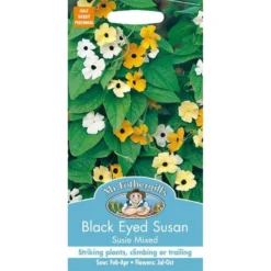 Mr. Fothergill's Black Eyed Susan Susie Mixed (Thunbergia Alata) Seeds