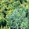 Euonymus Japonicus (Large Leaf) Mix 13cm -Elise Bloom 12807070 1184893274785678
