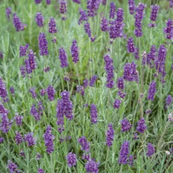 Lavandula/Lavender Angustifolia 6 Pack -Elise Bloom 12807176 1404833170497164