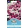 Mr. Fothergill's Candytuft Fairy Mixed (Iberis Umbellata) Seeds 2 Mr. Fothergill's Candytuft Fairy Mixed (Iberis Umbellata) Seeds -Elise Bloom 12807481 1054843313999079