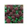 Skimmia Japonica Rubella 17cm 2 Skimmia Japonica Rubella 17cm -Elise Bloom 12807853 1365038490801496