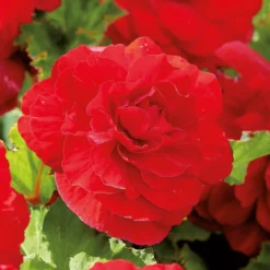 None Begonia - Red - Summer Bloom Bulbs -Elise Bloom 12807873 1945020399436433