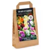 None 100 Days Collection Spring Bulbs -Elise Bloom 12807874 2045020399201413
