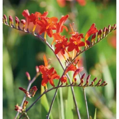 None Crocosomia Lucifer - Summer Bloom Bulbs -Elise Bloom 12807881 1795020399432965