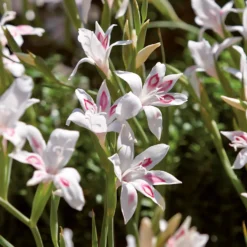 None Cornus Mix - 17cm - Summer Bloom Bulbs -Elise Bloom 12807989 7485020399458915