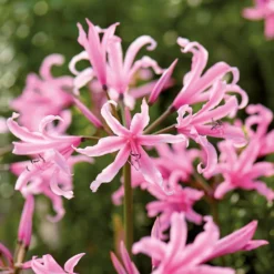 None Nerine Bowdenii - Summer Bloom Bulbs -Elise Bloom 12807992 2055020399459413