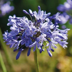 None Agapanthus Donau -Elise Bloom 12807995 4545020399623147