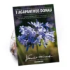 None Agapanthus Donau 1 None Agapanthus Donau -Elise Bloom 12807995 5655020399522977