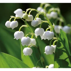 None Convallaria - Summer Bloom Bulbs -Elise Bloom 12807997 1375020399614033