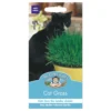 Mr. Fothergill's Cat Grass Avena Sativa Seeds -Elise Bloom 12808633 1724831885016205