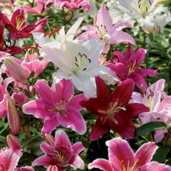 None Mixed Lilies - Summer Bloom Bulbs -Elise Bloom 12810510 2005020398989382