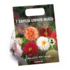 None Mixed Unwin Dahlia's - Summer Bloom Bulbs 2 None Mixed Unwin Dahlia's - Summer Bloom Bulbs -Elise Bloom 12810511 1815020399040286