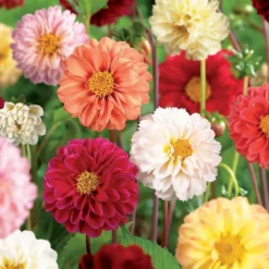 None Mixed Unwin Dahlia's - Summer Bloom Bulbs -Elise Bloom 12810511 1995020399133436