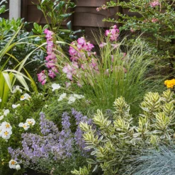 Sunny Border Collection - 4m X 90cm -Elise Bloom 12811323 2015034640537521