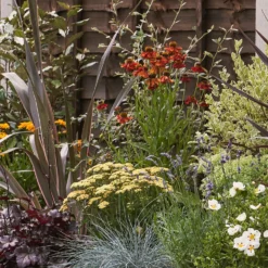 Mediterranean Border Collection - 7m X 60cm 12 Mediterranean Border Collection - 7m X 60cm -Elise Bloom 12811469 3015027868437847