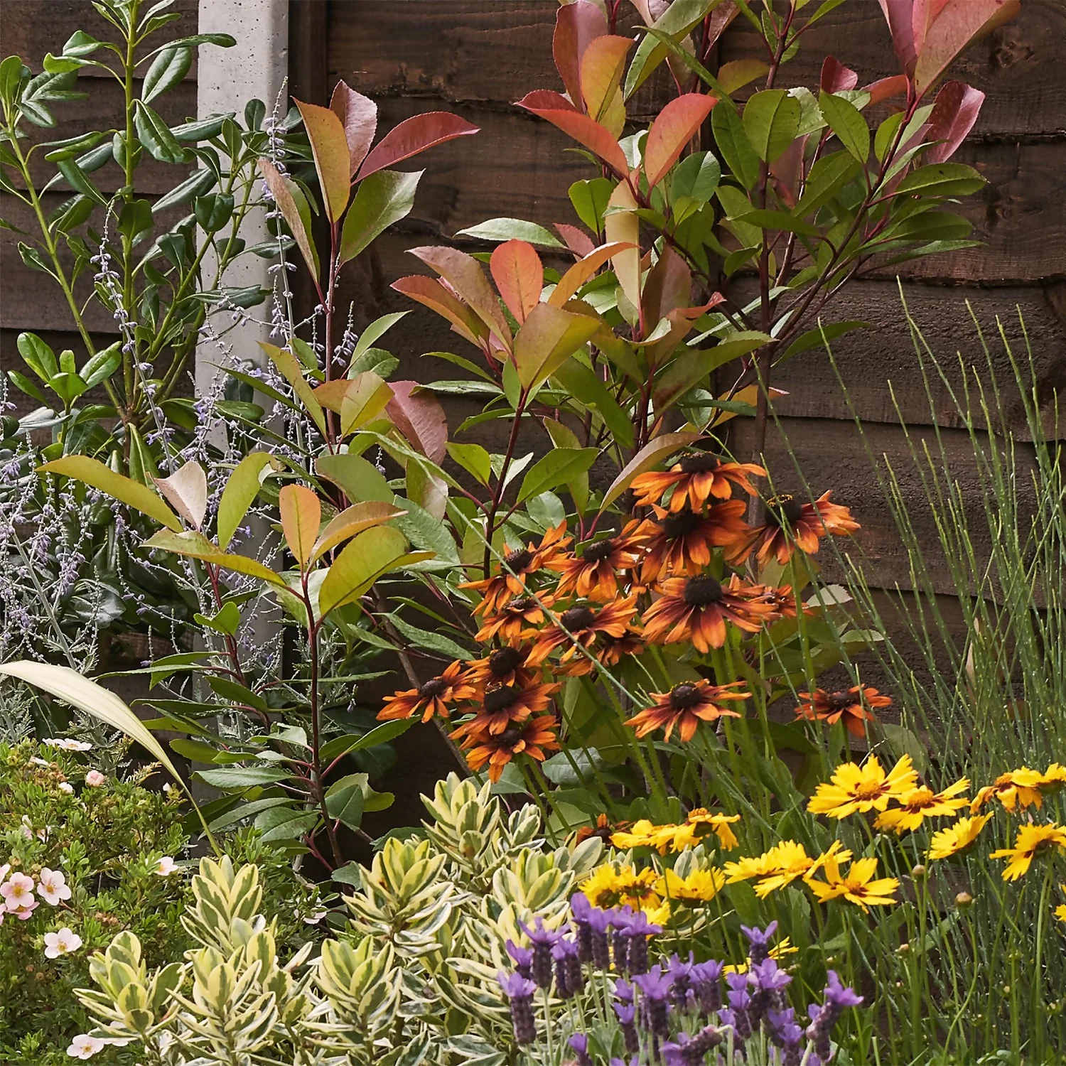 Mediterranean Border Collection - 9m X 60cm 8 Mediterranean Border Collection - 9m X 60cm - Image 6