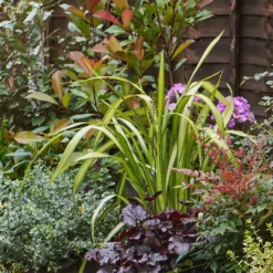 Evergreen Border Collection - 6m X 60cm 12 Evergreen Border Collection - 6m X 60cm -Elise Bloom 12811559 3845035132737348