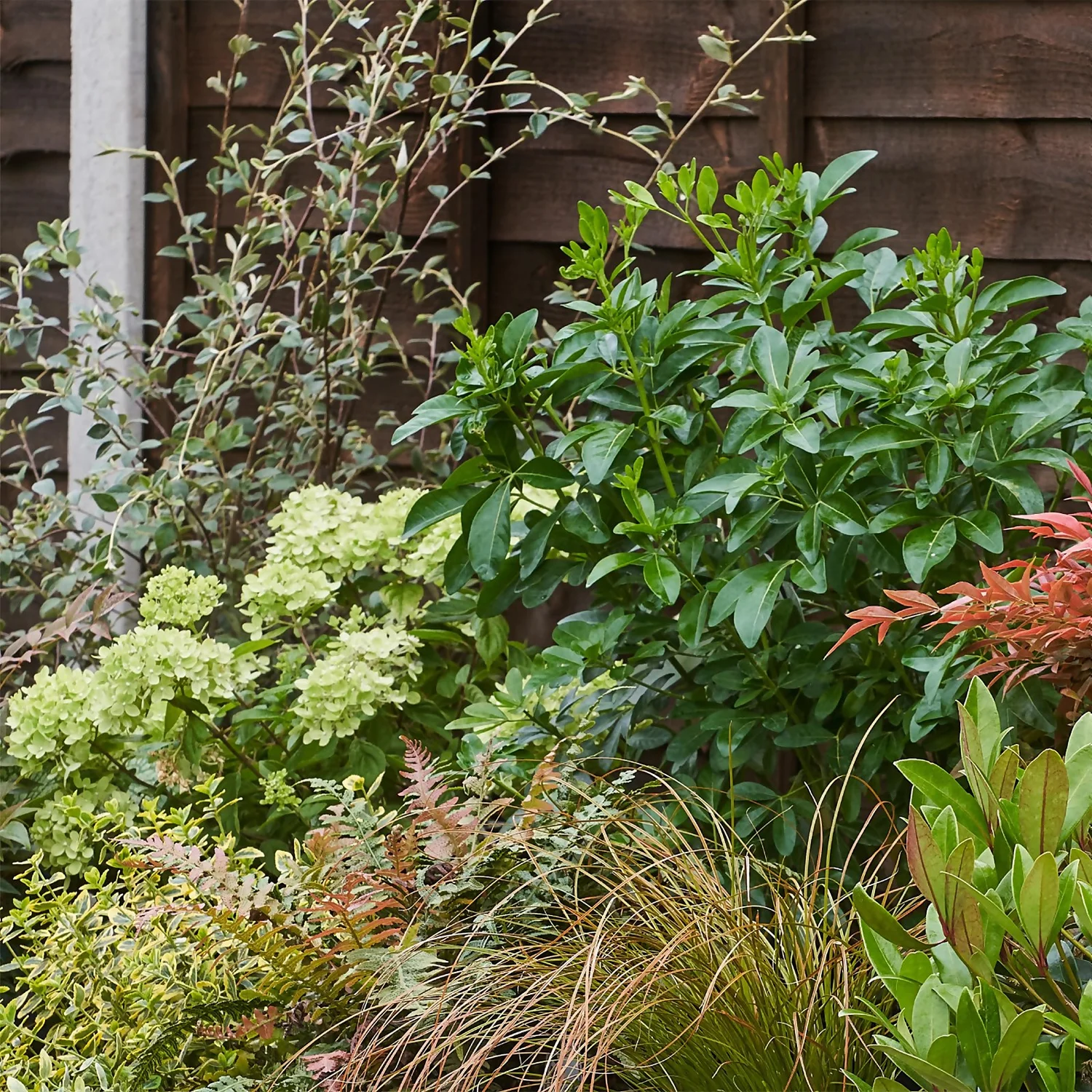 Evergreen Border Collection - 6m X 90cm 7 Evergreen Border Collection - 6m X 90cm - Image 5