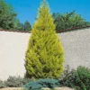 Cupressus Macr. Goldcrest Wilma Pyramid (Cupressus Macrocarpa 'Goldcrest') 17cm 1 Cupressus Macr. Goldcrest Wilma Pyramid (Cupressus Macrocarpa 'Goldcrest') 17cm -Elise Bloom 12812584 1974857369170286