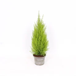 Cupressus Macr. Goldcrest Wilma Pyramid (Cupressus Macrocarpa 'Goldcrest') 17cm 7 Cupressus Macr. Goldcrest Wilma Pyramid (Cupressus Macrocarpa 'Goldcrest') 17cm -Elise Bloom 12812584 5045057090534145