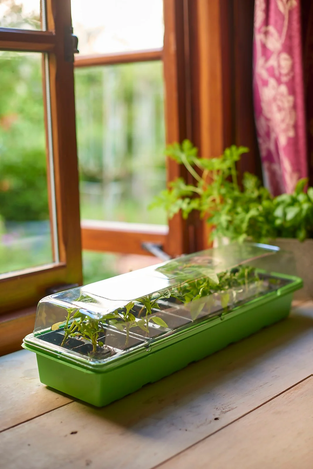 Windowsill Greenhouse 4 Windowsill Greenhouse - Image 2