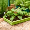 Seed Trays (Pack Of 4) 1 Seed Trays (Pack Of 4) -Elise Bloom 12813215 1605037974365701