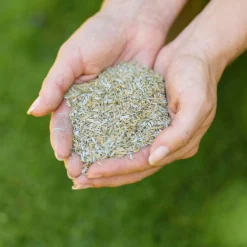 Westland Safe Lawn Natural Lawn Feed - 150m² -Elise Bloom 12814336 1595061828066483