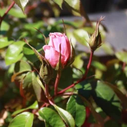 Ecofective Ready To Use Rose Defender - 1L -Elise Bloom 12814538 9134833192298167