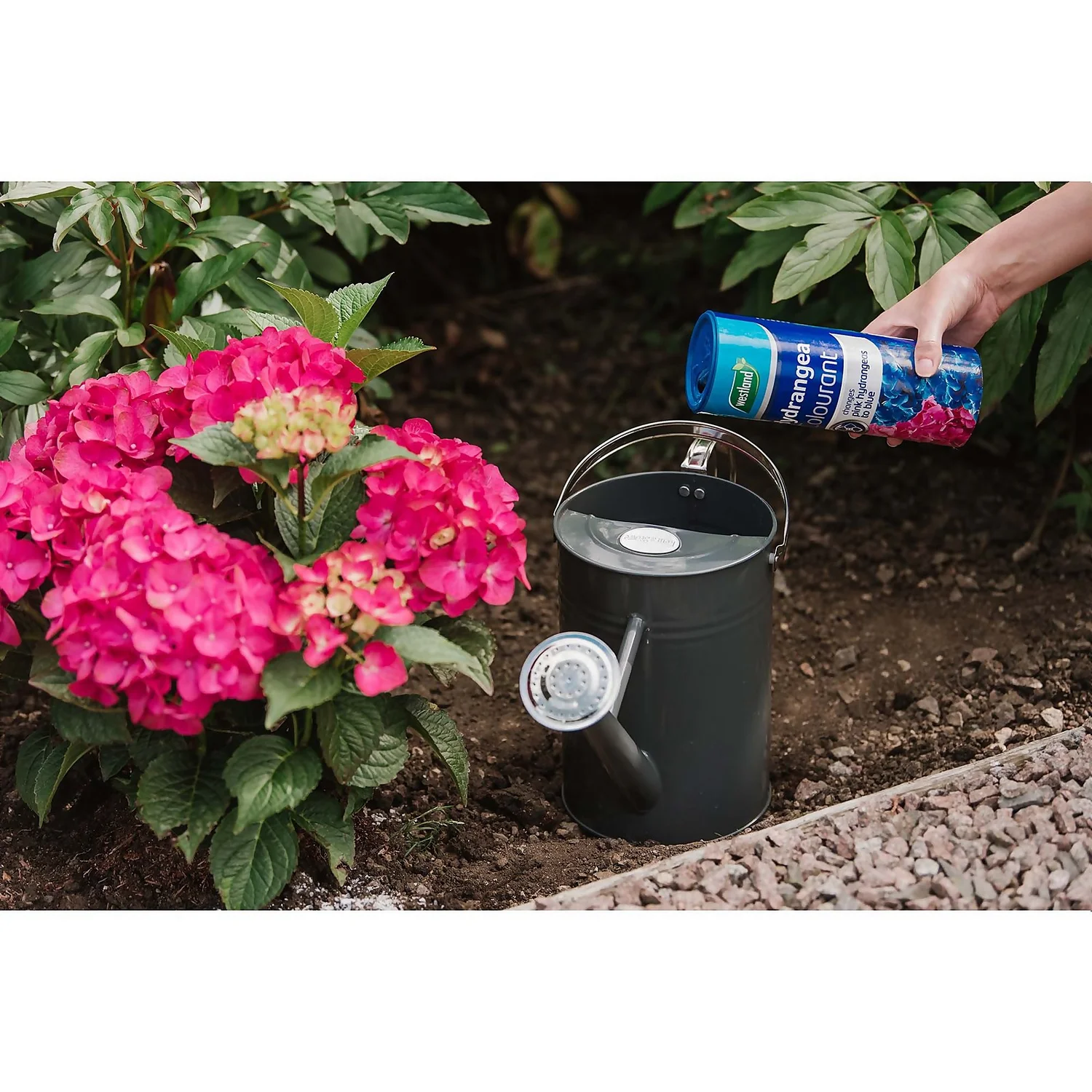 Westland Hydrangea Colourant - 500g 7 Westland Hydrangea Colourant - 500g - Image 5