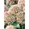 Skimmia Japonica Rubella 23cm -Elise Bloom 12817682 5374987662968649