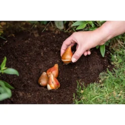 Westland Bulb Planting Compost - 20L 9 Westland Bulb Planting Compost - 20L -Elise Bloom 12819355 9244869971373729