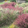 Calluna Vulgaris Skyline 13cm -Elise Bloom 12820749 7884865625842406