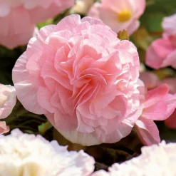 None Begonia - Wummi Apfelblute - Summer Bloom Bulbs -Elise Bloom 12821837 1825020399792938