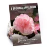 None Begonia - Wummi Apfelblute - Summer Bloom Bulbs 2 None Begonia - Wummi Apfelblute - Summer Bloom Bulbs -Elise Bloom 12821837 1885020399695099