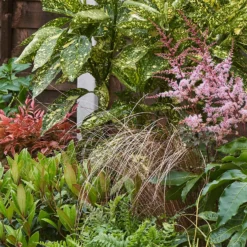 Evergreen Border 4m X 40cm -Elise Bloom 12823314 1375027649632505