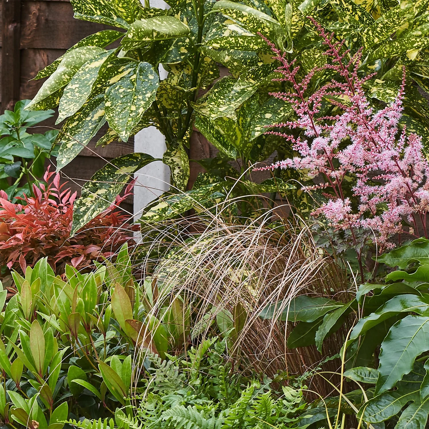 Evergreen Border 5m X 40cm 8 Evergreen Border 5m X 40cm - Image 6