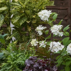 Shady Border 6m X 40cm 14 Shady Border 6m X 40cm -Elise Bloom 12823475 1785034638213889