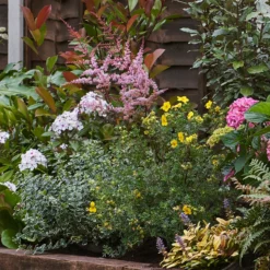 Shady Border 8m X 40cm 12 Shady Border 8m X 40cm -Elise Bloom 12823476 2645034637231674